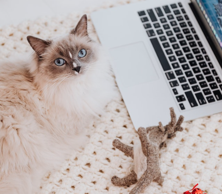 Foto de um gato com um notebook